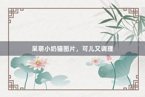 呆萌小奶猫图片，可儿又调理